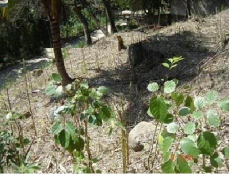 Terreno a venda