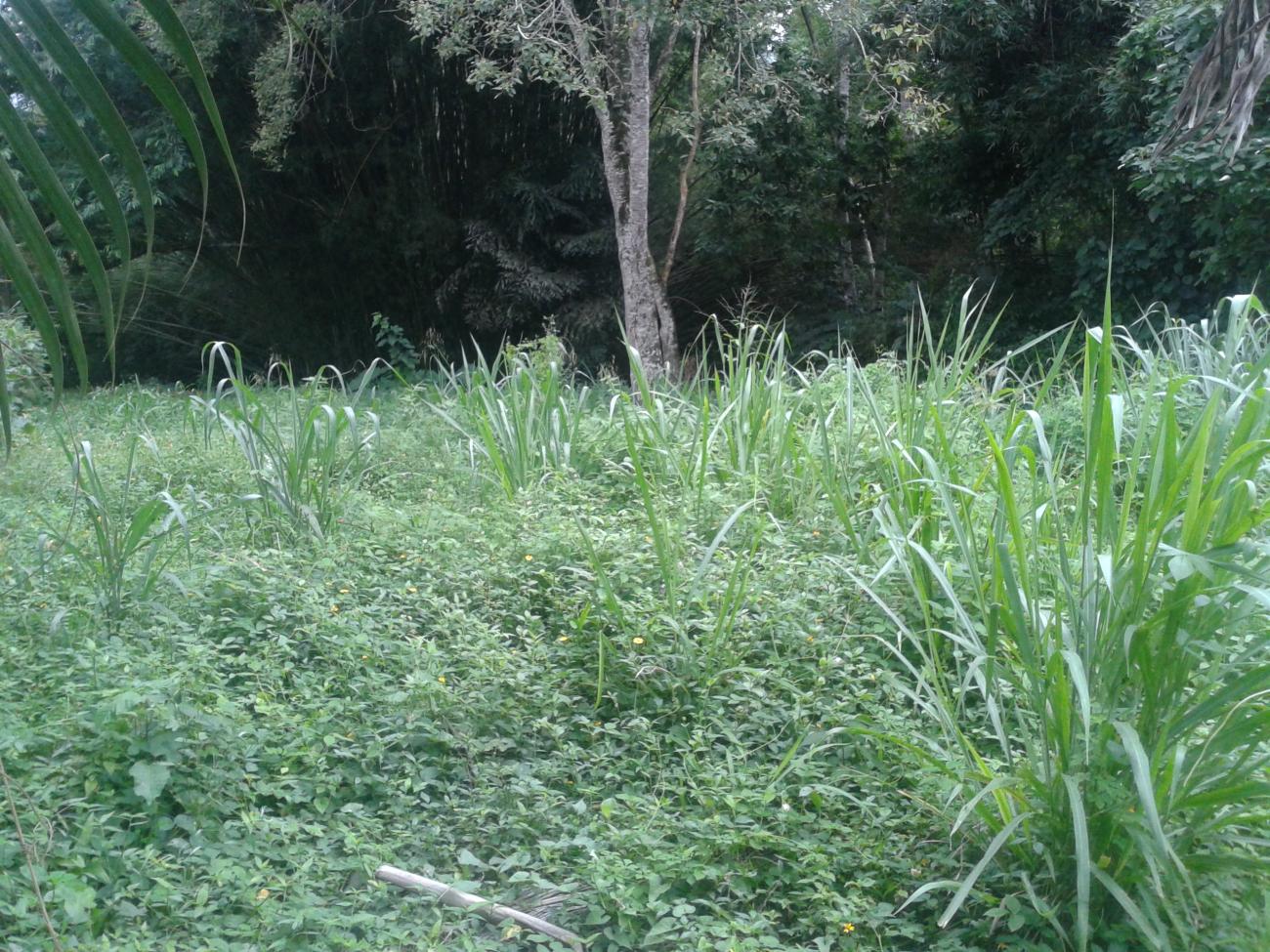 Terreno a venda