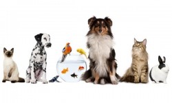 Locação – restrição a crianças e pets
